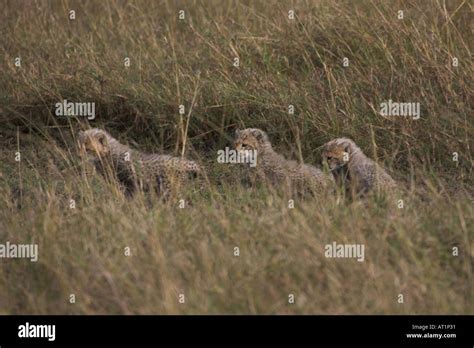 Three cheetah cubs Acinonyx jubatus Stock Photo - Alamy