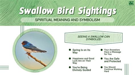 Swallow Bird Sightings: Discover the Bird's Meaning and Symbolism - A-Z ...