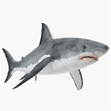 Great White Shark 3D Model #AD ,#White#Great#Model#Shark | Shark images ...