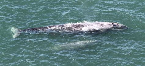 How To See the Gray Whale Migration and Help Save a Life | The Marine Mammal Center