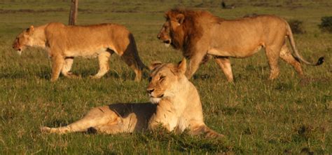 Masai Mara Lions - lions of masai mara national reserve