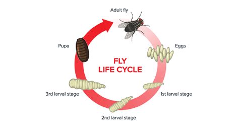 Fly Life Cycle - Rentokil Pest Control Indonesia