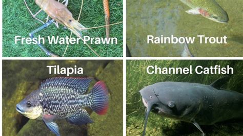 Aquaponics Catfish Vs Tilapia - Quotes Viral