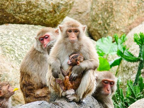 Photo Material Of Monkeys With Wild Animals Hugging Each Other Background, Phone Wallpaper ...