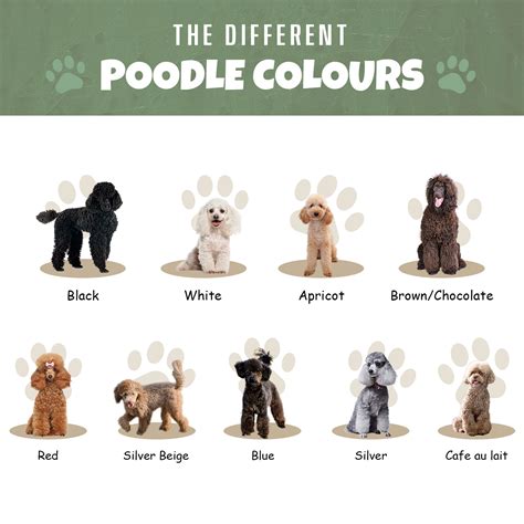 Poodle Colors - Ula'ree Poodles