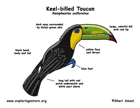 Toucan (Keel-billed)