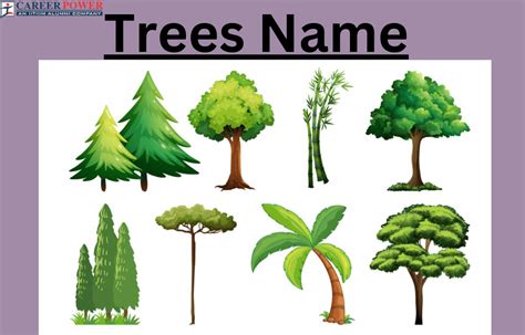 Trees Names, List of 50+ Tree Names in English