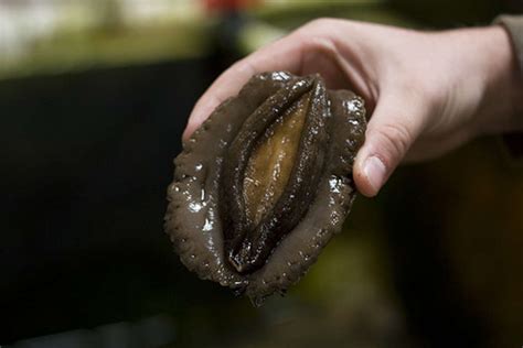 Fresh Abalone from American Abalone in Davenport, CA | Kitchn