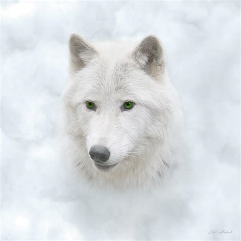 White Wolf Digital Art by Aquarius Visionary-Art