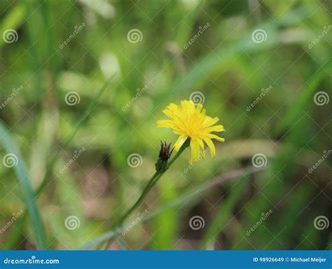 Catsear flower stock image. Image of bush, plant, flatweed - 98926649