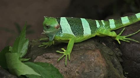 "Fiji Banded Iguana" Images – Browse 378 Stock Photos, Vectors, and Video | Adobe Stock