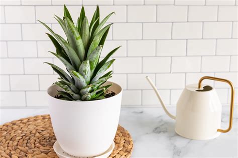 Pineapple: How to Grow and Care for Pineapple Plants Indoors