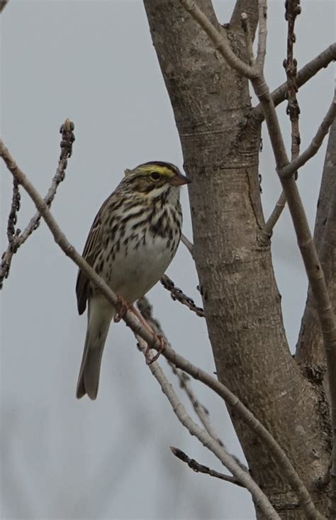 Identification of 11 Sparrow Species: a Photographic Guide | Miles Hearn