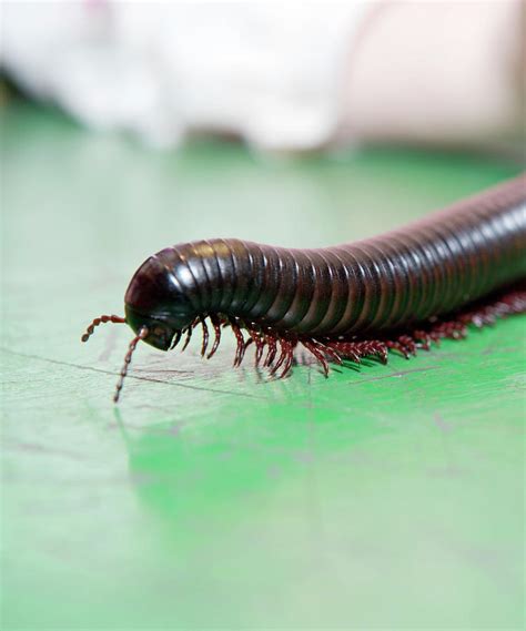 African Giant Millipede