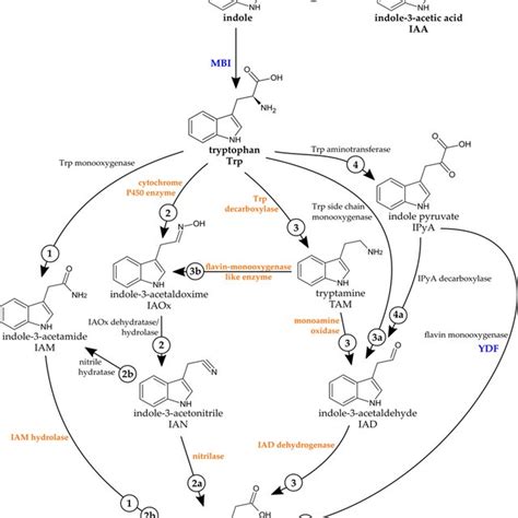 Indole-3-acetic acid (IAA) biosynthesis pathways in bacteria, fungi ...