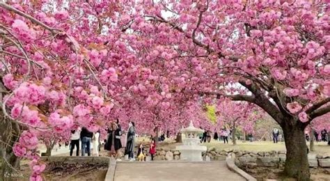 Gyeongju Cherry Blossom Tour - Klook