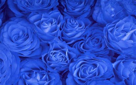 Free download Blue Roses Desktop Wallpaper Wallpaper High Definition High [1920x1200] for your ...