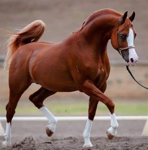 Best 250 Arabian Horse Names and Their Meanings | PetPress