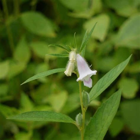 Seeds for Common Sesame | Sesamum indicum | Amkha Seed