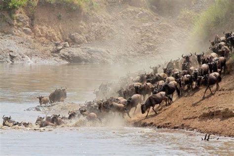 Wildebeest Migration in Masai Mara | Masai Mara Safari