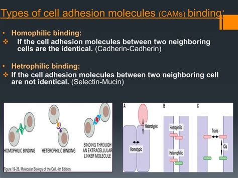 Cell adhesion molecules