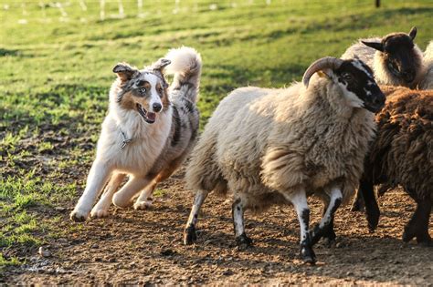 Are Australian Shepherds Herding Dogs