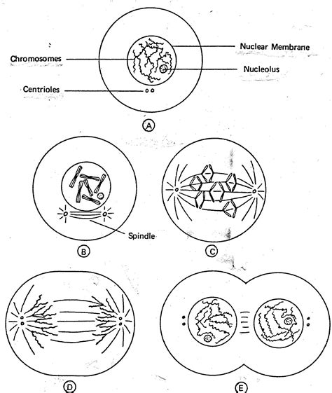 Cell Cycle Drawing Worksheet at PaintingValley.com | Explore collection ...