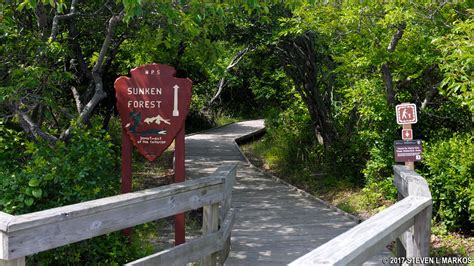 Fire Island National Seashore | SUNKEN FOREST NATURE TRAIL