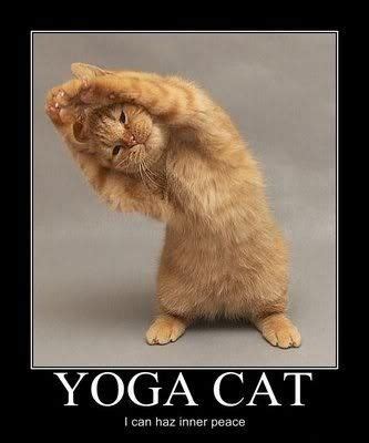 11 Animals Doing Yoga Poses ideas | animals, cute animals, funny animals