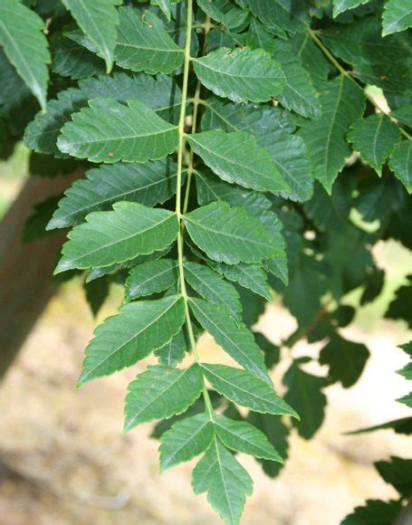 Koelreuteria paniculata - Moon Nurseries