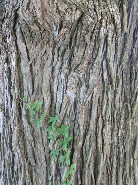 Oak Tree Bark Stock by piccolinobellezza on DeviantArt