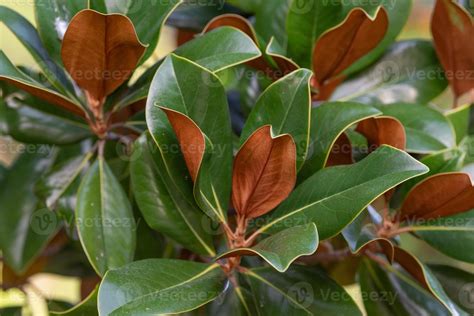 Close up of the leaves of a southern magnolia tree. 11706504 Stock ...