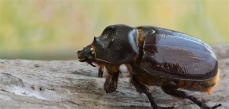 How To Identify Bark Beetles: Identification and Prevention