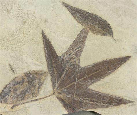 7.5" Plate of Four Fossil Leaves - Green River Formation, Colorado (#130330) For Sale ...