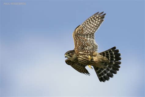 Hawks Hunting Small Birds Close to the North Lake Huron Shoreline | paulrossibirds