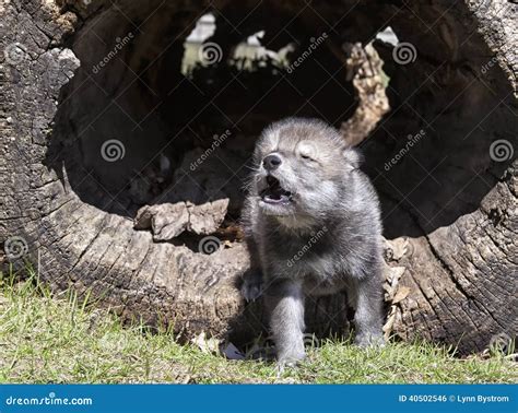 Baby Wolf Howling Photos - Free & Royalty-Free Stock Photos from Dreamstime