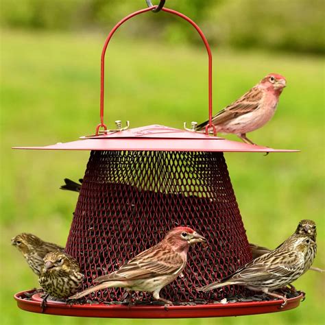 How To Pick A Bird Feeder For A Cardinal