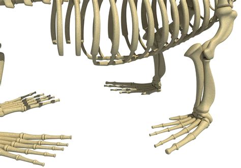 Sea Lion Skeleton - 3D Model by 3D Horse