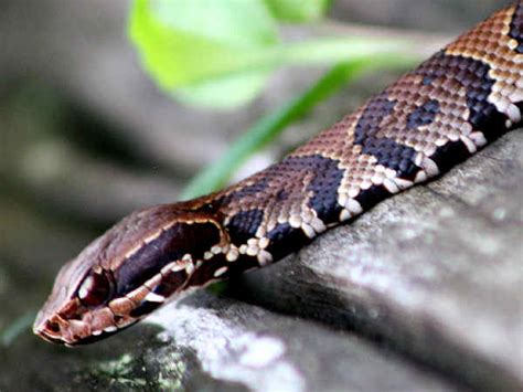 name this snake | Survivalist Forum