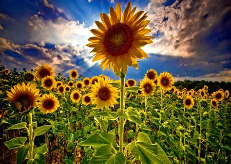 🔥 [46+] Field of Sunflowers Wallpapers | WallpaperSafari