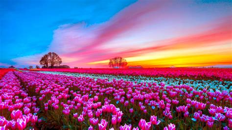 Pink Flowers During Sunset HD Pink Wallpapers | HD Wallpapers | ID #37290