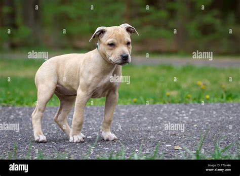 Light brown American Pit Bull Terrier puppy Stock Photo - Alamy