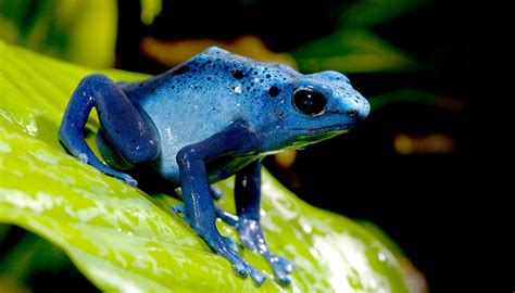 Poison frog | San Diego Zoo Wildlife Explorers