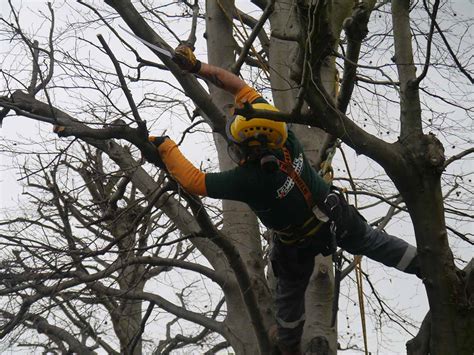 Tree Crown Lifting, Reduction & Thinning in London