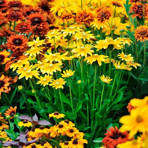 10 Tips for a Fabulous Fall Flower Garden | Family Handyman