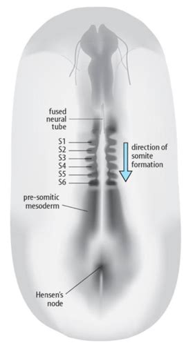 Chap 14: somite development Flashcards | Quizlet