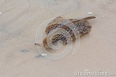 Florida Sea Hare Stock Photo - Image: 51149623