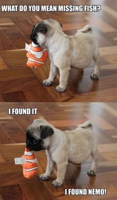 101 Lovable Pug Memes That Are Too Puggin' Cute