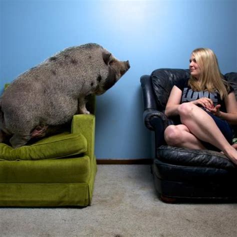 American Mini Pig featured on National Geographic