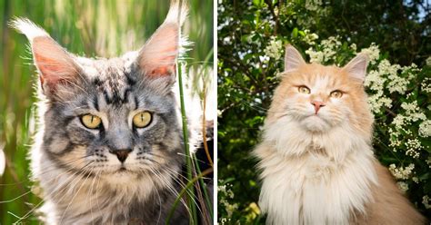 The Maine Coon Siamese Mix-Everything You Need To Know - MaineCoon.org